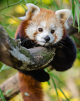 Red Panda | 9.0 oz. Candle