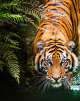 Malayan Tiger | 9.0 oz. Candle