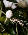Encrusted 3 Branch Solitaire Diamond Ring - 14k Gold + Diamonds - KMJ Made By Branch Jewelry - Bridal