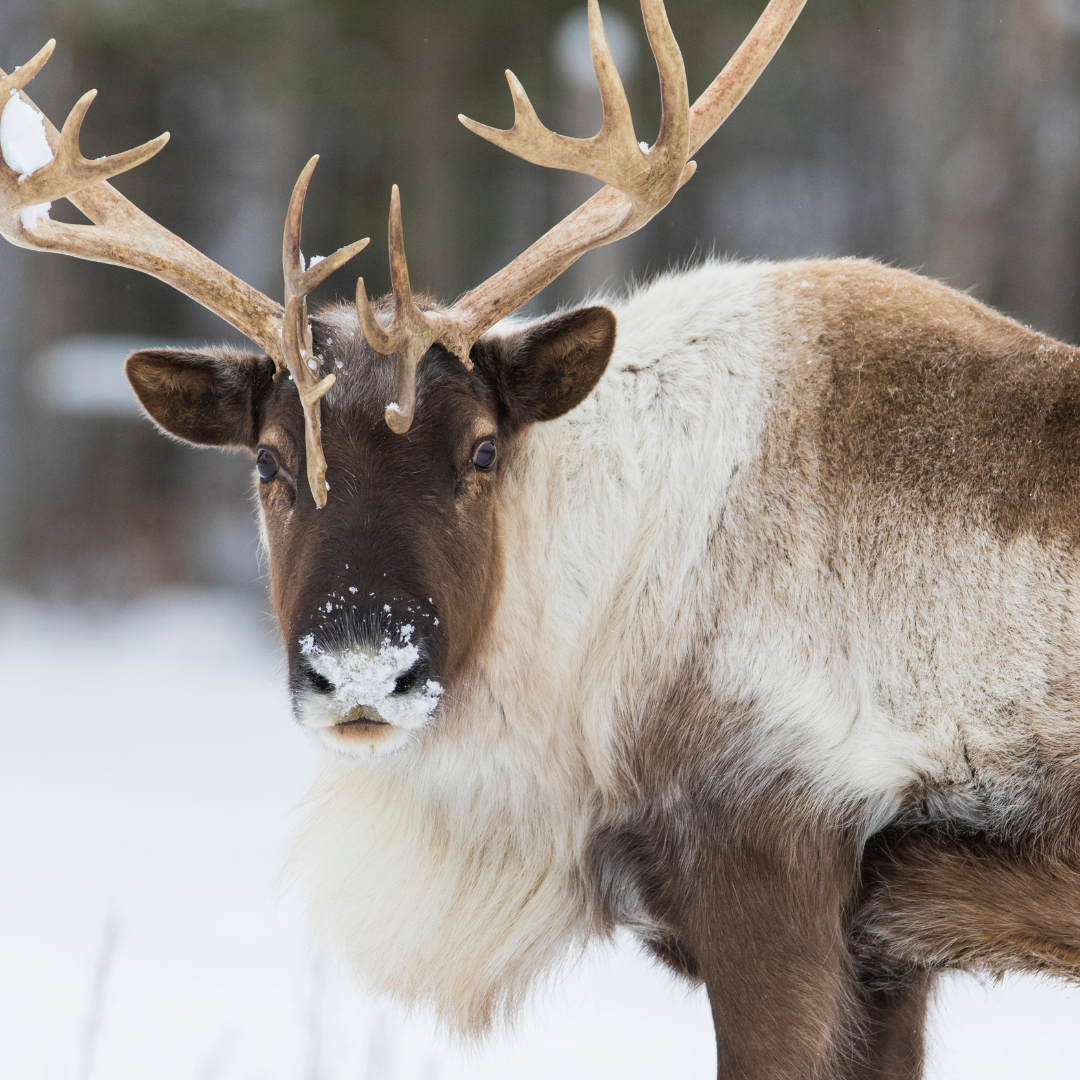 Southern Mountain Caribou | 9.0 oz. Candle
