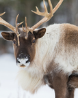 Southern Mountain Caribou | 9.0 oz. Candle