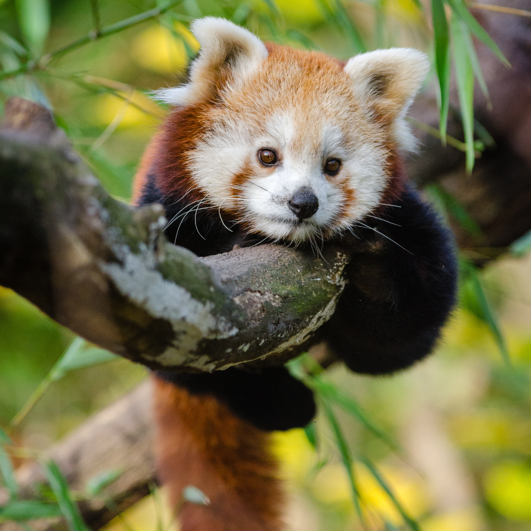 Red Panda | 9.0 oz. Candle