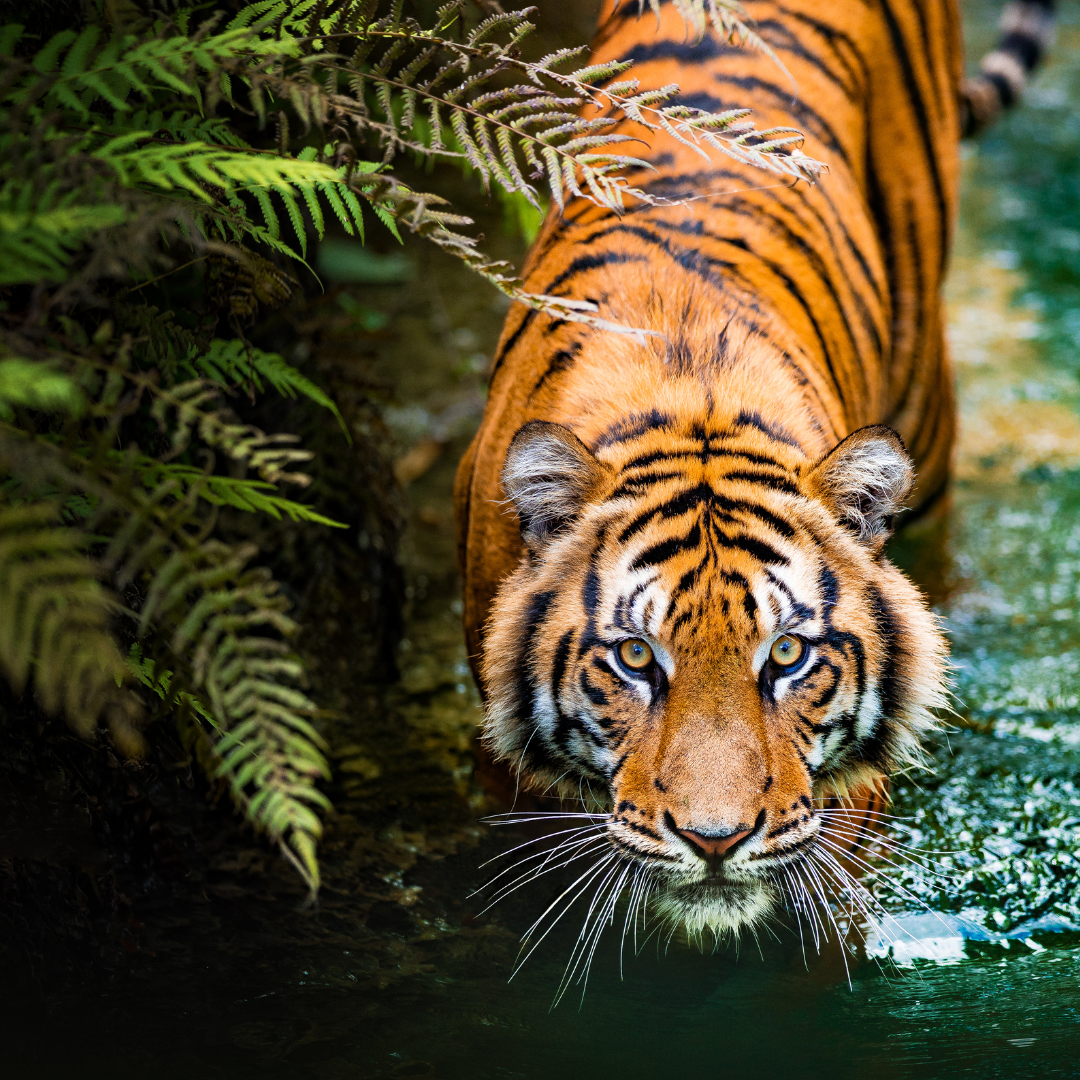 Malayan Tiger | 9.0 oz. Candle