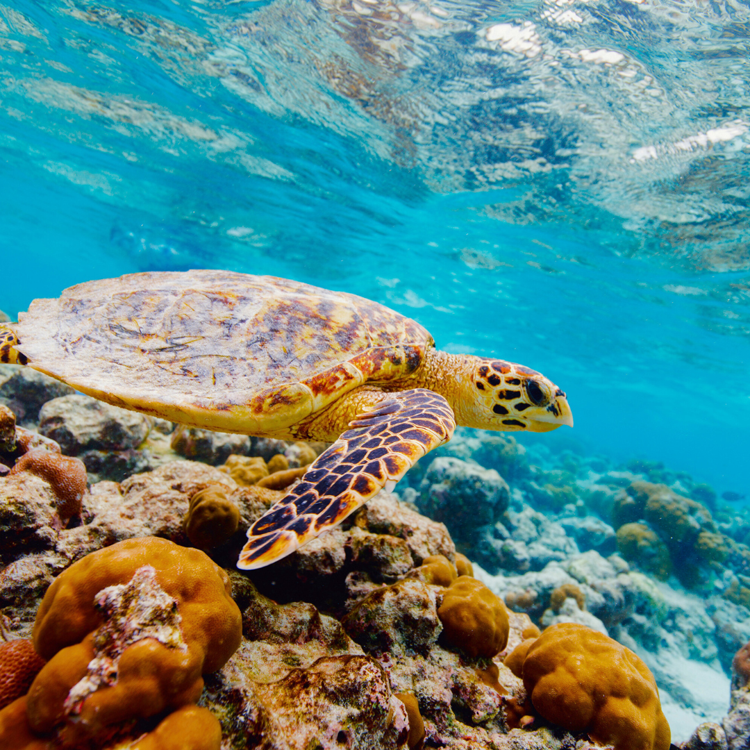 Hawksbill Sea Turtle | 9.0 oz. Candle
