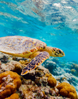 Hawksbill Sea Turtle | 9.0 oz. Candle