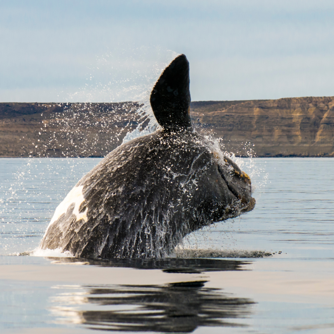 North Atlantic Right Whale | 9.0 oz. Candle