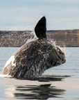 North Atlantic Right Whale | 9.0 oz. Candle